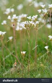 Attēlu rezultāti vaicājumam “Saxifraga granulata flower”