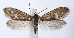 Attēlu rezultāti vaicājumam “Eriocraniidae”