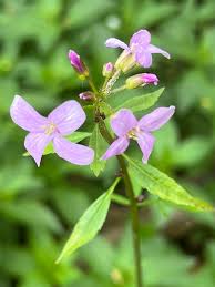 Attēlu rezultāti vaicājumam “Cardamine bulbifera”