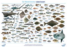 Image result for vissen