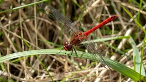Attēlu rezultāti vaicājumam “Sympetrum sanguineum”