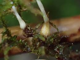 Attēlu rezultāti vaicājumam “Eocronartium muscicola”