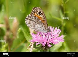 Attēlu rezultāti vaicājumam “Lasiommata maera underside”