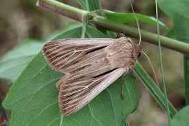 Attēlu rezultāti vaicājumam “Leucania comma”