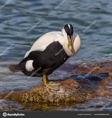 Attēlu rezultāti vaicājumam “Somateria mollissima male”