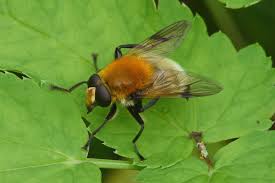 Attēlu rezultāti vaicājumam “Sericomyia lappona”