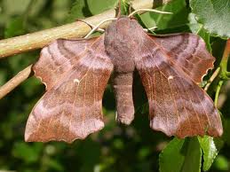 Attēlu rezultāti vaicājumam “Laothoe populi imago”