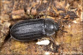 Attēlu rezultāti vaicājumam “Grynocharis oblonga”