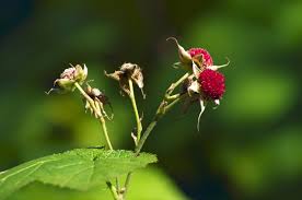 Attēlu rezultāti vaicājumam “Rubus parviflorus fruit”