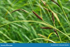 Attēlu rezultāti vaicājumam “Carex acuta”