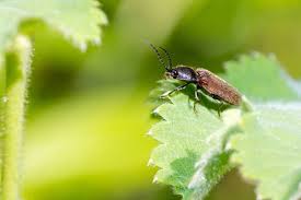 Attēlu rezultāti vaicājumam “Harminius undulatus”