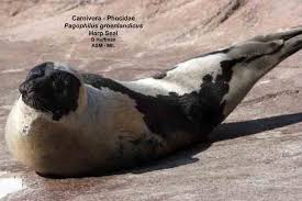 Image result for Pagophilus groenlandicus