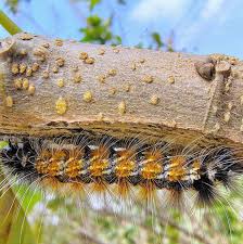 Attēlu rezultāti vaicājumam “Spilosoma sp.”