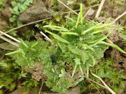 Attēlu rezultāti vaicājumam “Phaeoceros laevis subsp. carolinianus”