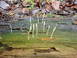 Attēlu rezultāti vaicājumam “Multiclavula mucida”