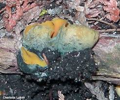 Attēlu rezultāti vaicājumam “Caloscypha fulgens”