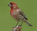 http://www.outdooralabama.com/watchable-wildlife/images/HouseFinch.jpg