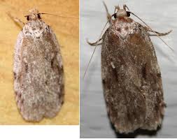 Attēlu rezultāti vaicājumam “Agonopterix ciliella”