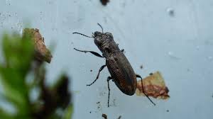 Attēlu rezultāti vaicājumam “Notiophilus biguttatus”