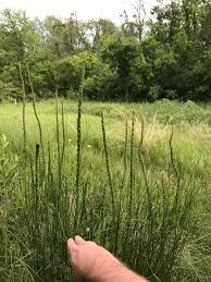 Attēlu rezultāti vaicājumam “Triglochin maritimum”
