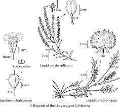 Attēlu rezultāti vaicājumam “Lepidium densiflorum flower”