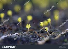 Attēlu rezultāti vaicājumam “Physarum viride var. aurantium”