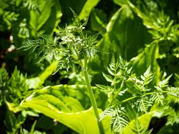Attēlu rezultāti vaicājumam “Anthriscus sylvestris bud”