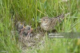 Attēlu rezultāti vaicājumam “Alauda arvensis adult”