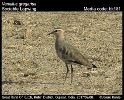 Image result for Vanellus gregarius