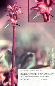 Attēlu rezultāti vaicājumam “Corallorhiza trifida fruit”