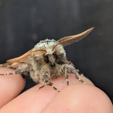 Attēlu rezultāti vaicājumam “Biston strataria”