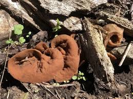 Attēlu rezultāti vaicājumam “Discina perlata”