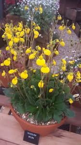 Image result for Calceolaria