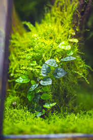 Attēlu rezultāti vaicājumam “Plagiomnium medium”