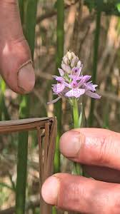 Attēlu rezultāti vaicājumam “Dactylorhiza fuchsii bud”