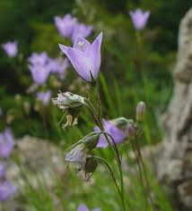 Image result for Campanula moesiaca