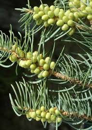 Attēlu rezultāti vaicājumam “Abies concolor”