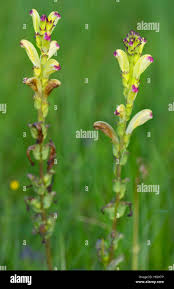 Attēlu rezultāti vaicājumam “Pedicularis sceptrum-carolinum”