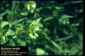 Attēlu rezultāti vaicājumam “Stellaria media”