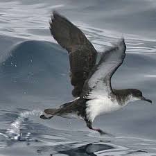 Image result for Puffinus puffinus