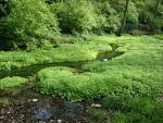 File:McConnell Springs, stream.jpg - Wikimedia Commons