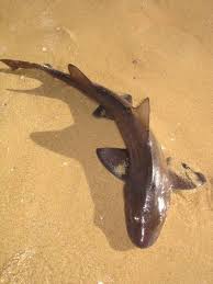 Image result for Triakis megalopterus