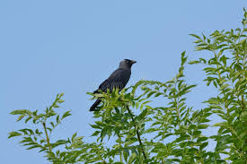 Attēlu rezultāti vaicājumam “Corvus monedula adult”