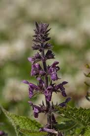 Attēlu rezultāti vaicājumam “Stachys sylvatica”