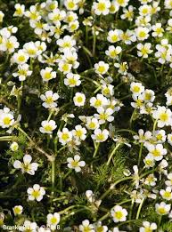 Attēlu rezultāti vaicājumam “Batrachium circinatum leaf”