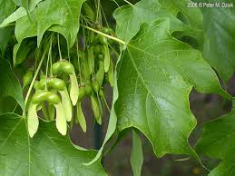 Attēlu rezultāti vaicājumam “Acer saccharinum fruit”