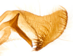 Attēlu rezultāti vaicājumam “Amphipoea”