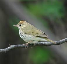 Image result for Seiurus aurocapilla