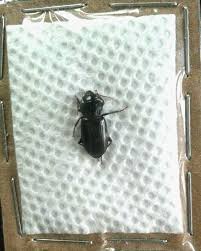 Attēlu rezultāti vaicājumam “Harpalus sp.”