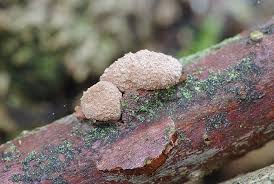 Attēlu rezultāti vaicājumam “Encoelia furfuracea”